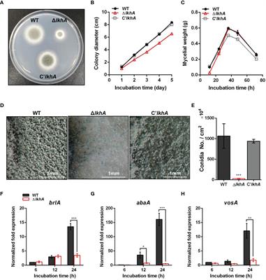 The LAMMER Kinase, LkhA, Affects Aspergillus fumigatus Pathogenicity by Modulating Reproduction and Biosynthesis of Cell Wall PAMPs